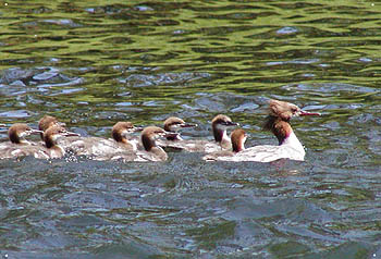 McKenzie River Merganzers