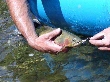 Middle Fork Salmon River Trout Fishing