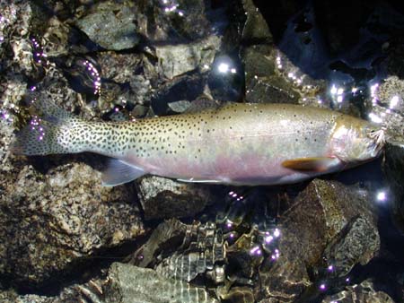 West Slope Cutthroat from the Middle Fork of the salmon River, Idaho