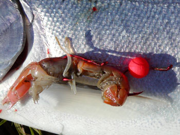 The Sand Shrimp, rigged with two hooks to Prevent Spinning. This 5 ft behind a Diver.